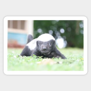 Baby honey badger Sticker